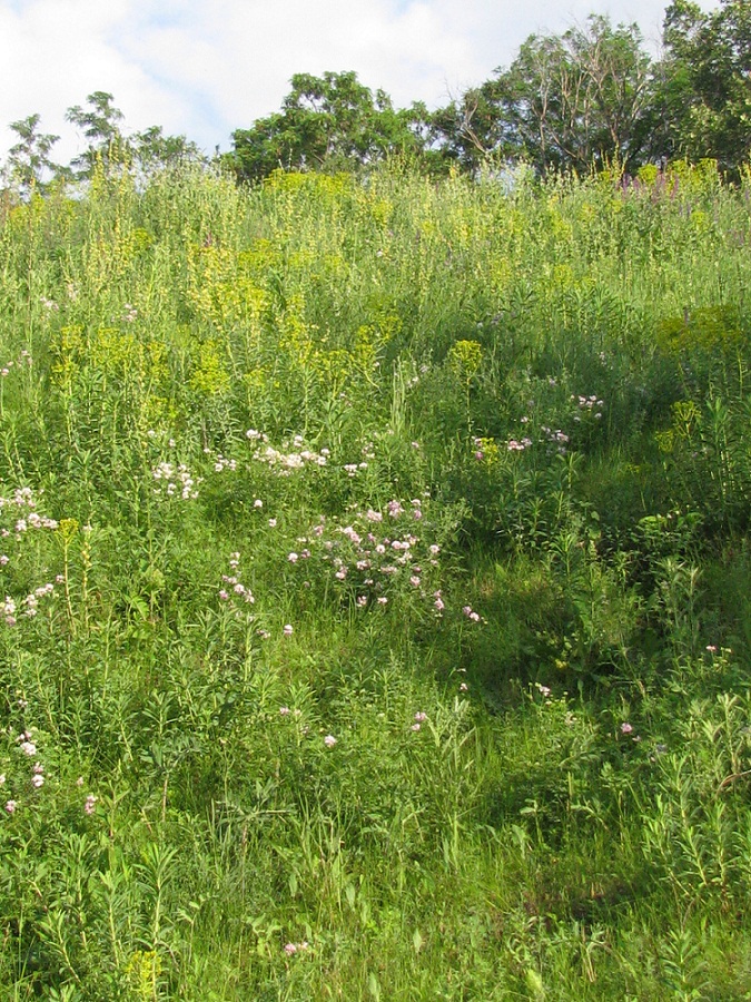 Космическая балка, image of landscape/habitat.