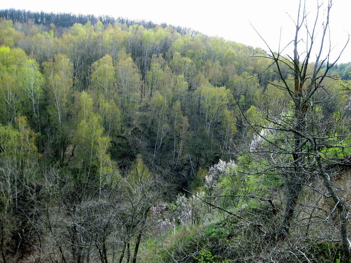 Трахтемиров, изображение ландшафта.