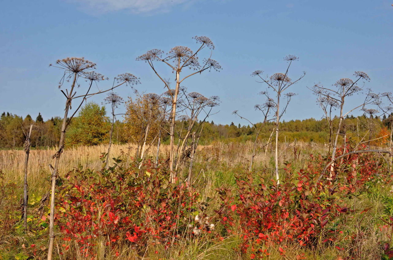 Долина реки Пажа, image of landscape/habitat.