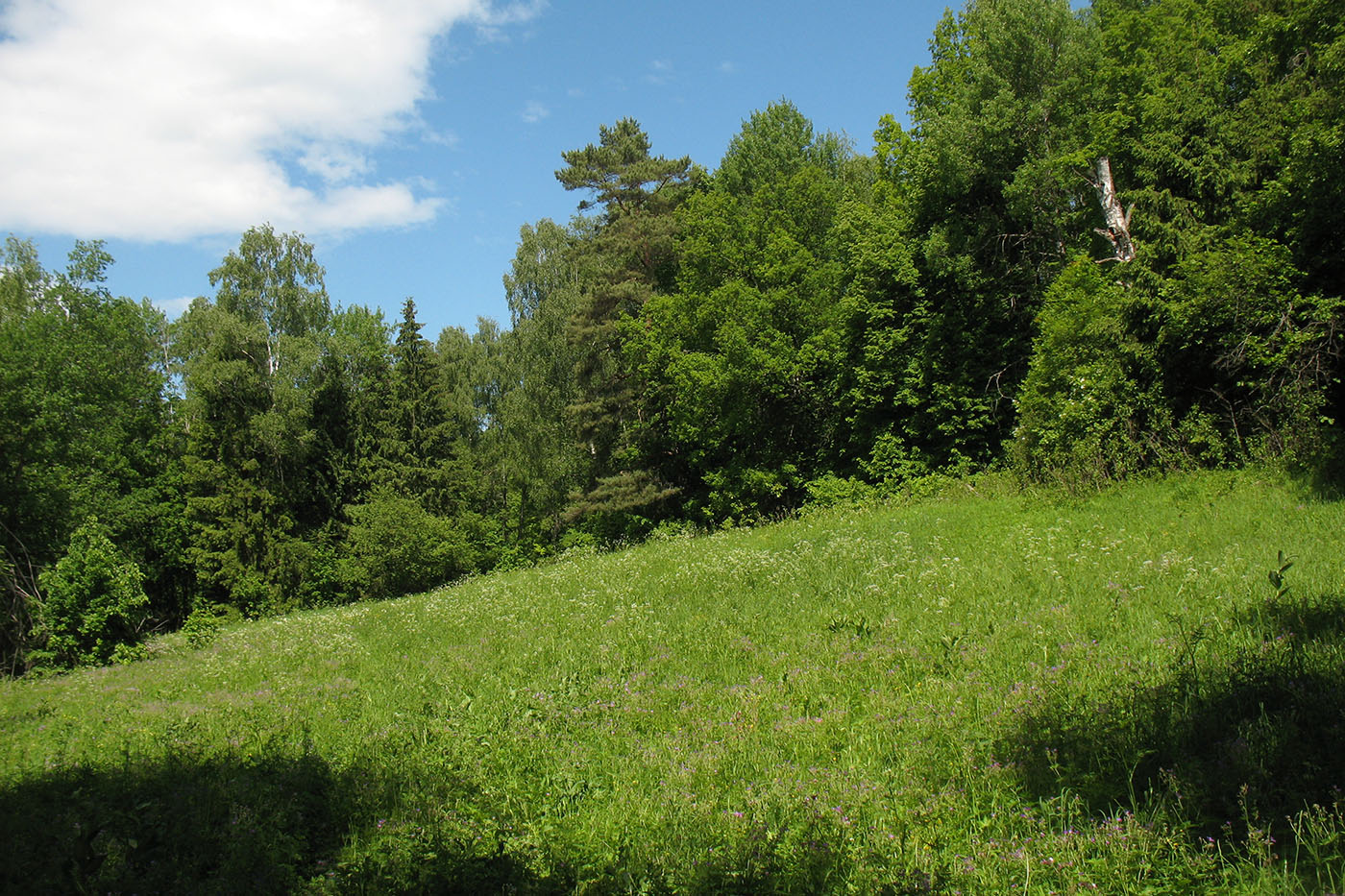 Приокско-Террасный заповедник, image of landscape/habitat.