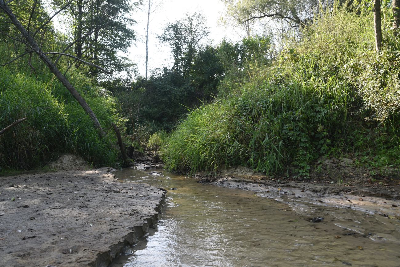 Устье ручья Радубеж, image of landscape/habitat.