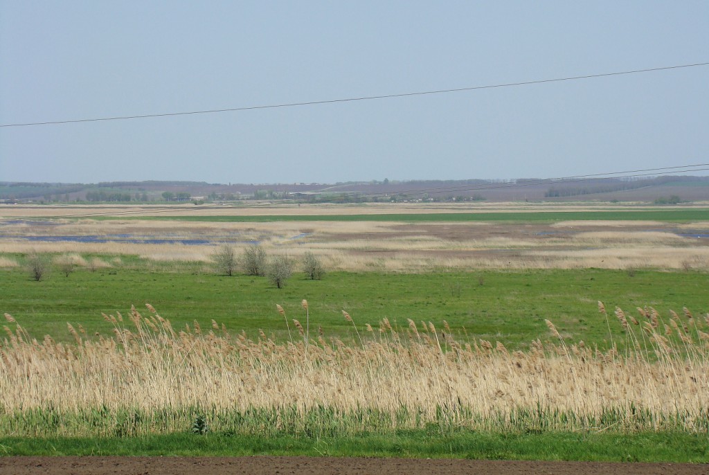 Пойма реки Ея, image of landscape/habitat.