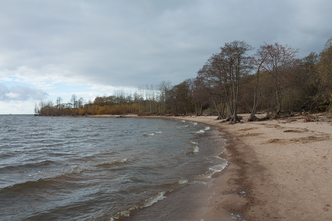 Западный Котлин, image of landscape/habitat.