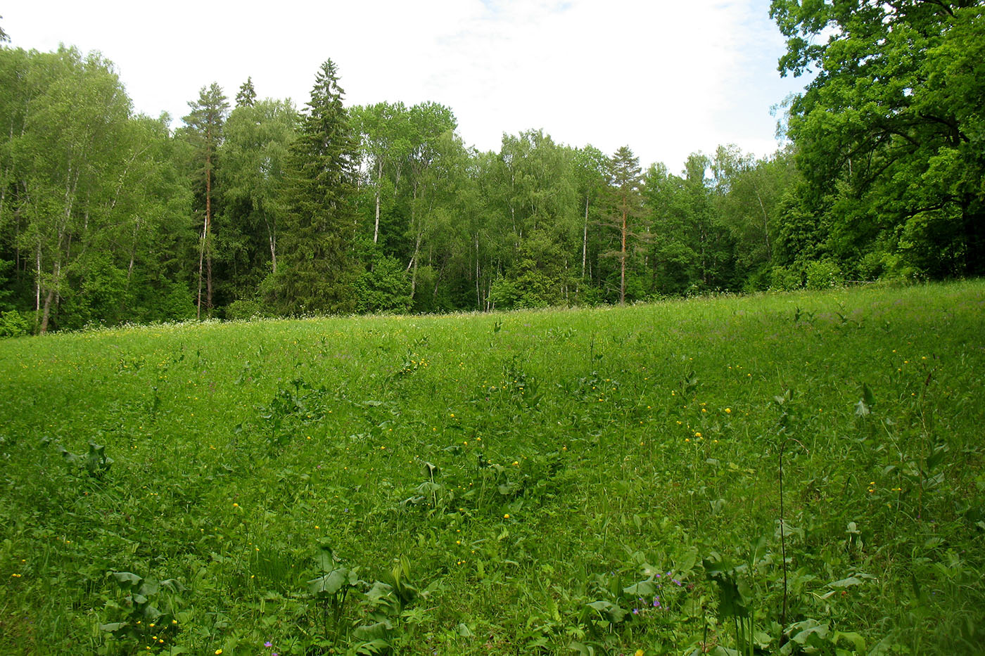 Приокско-Террасный заповедник, image of landscape/habitat.