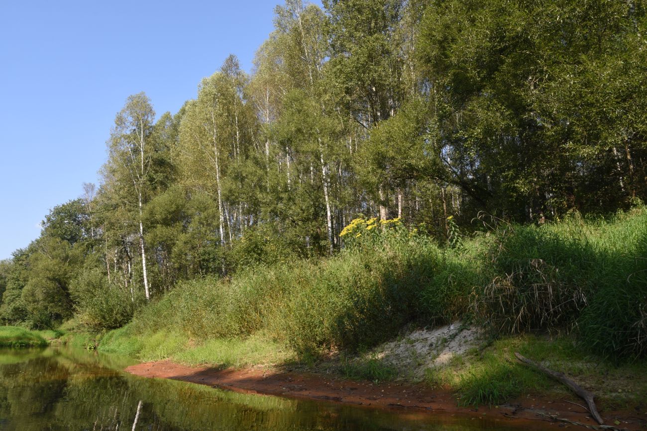 Устье ручья Радубеж, image of landscape/habitat.