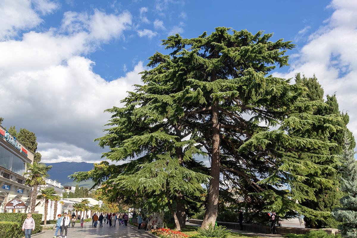 Ялта и окрестности, image of landscape/habitat.