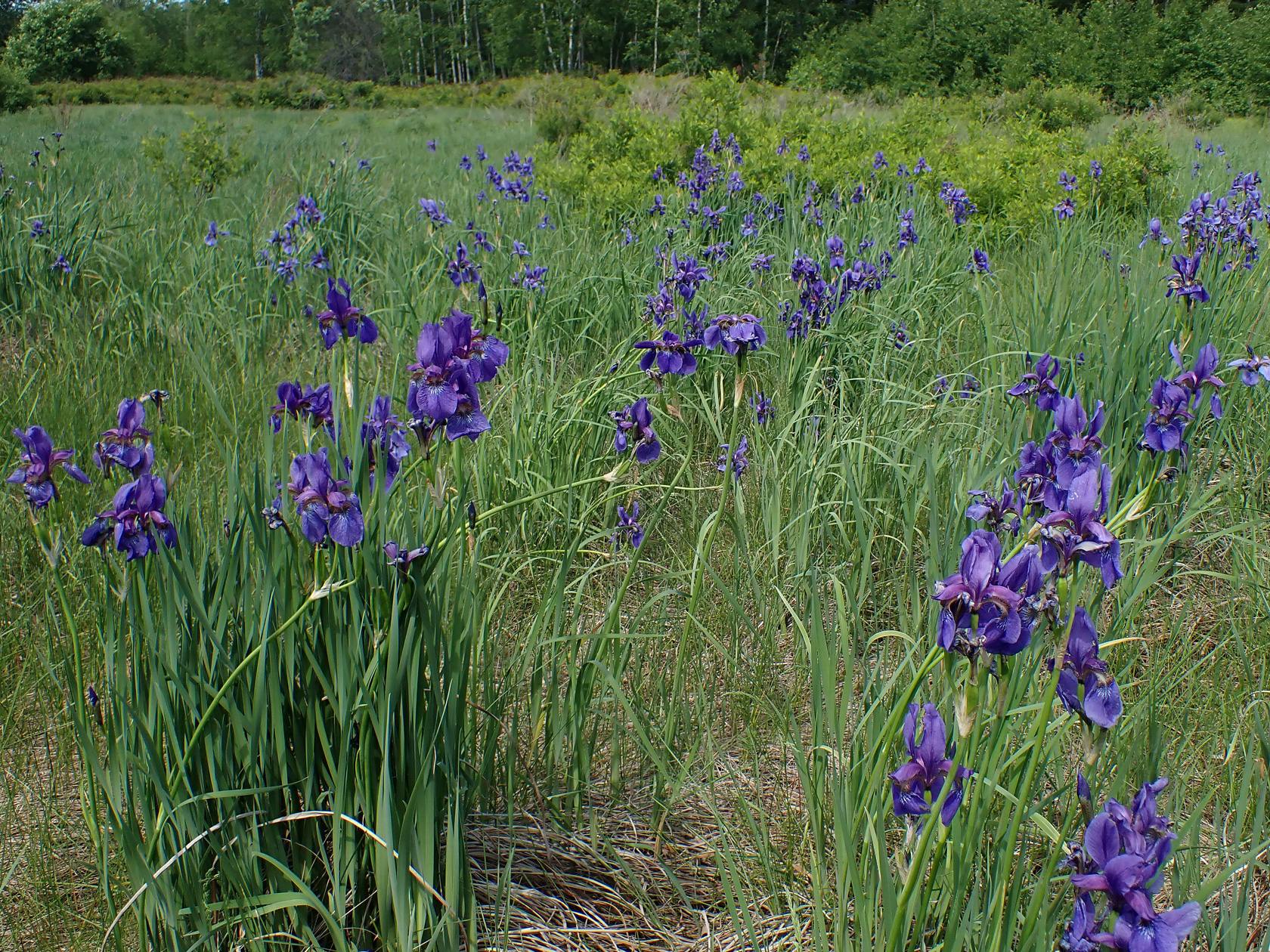Комсомольск и окрестности, image of landscape/habitat.