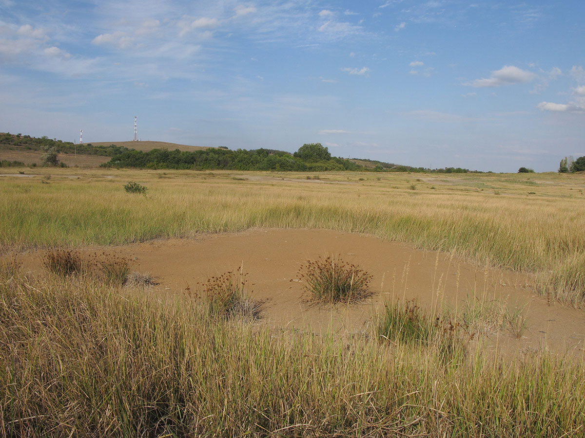 Глиняный карьер, image of landscape/habitat.