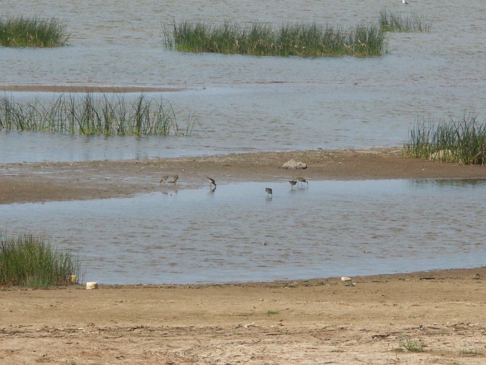 Лисий Нос, image of landscape/habitat.