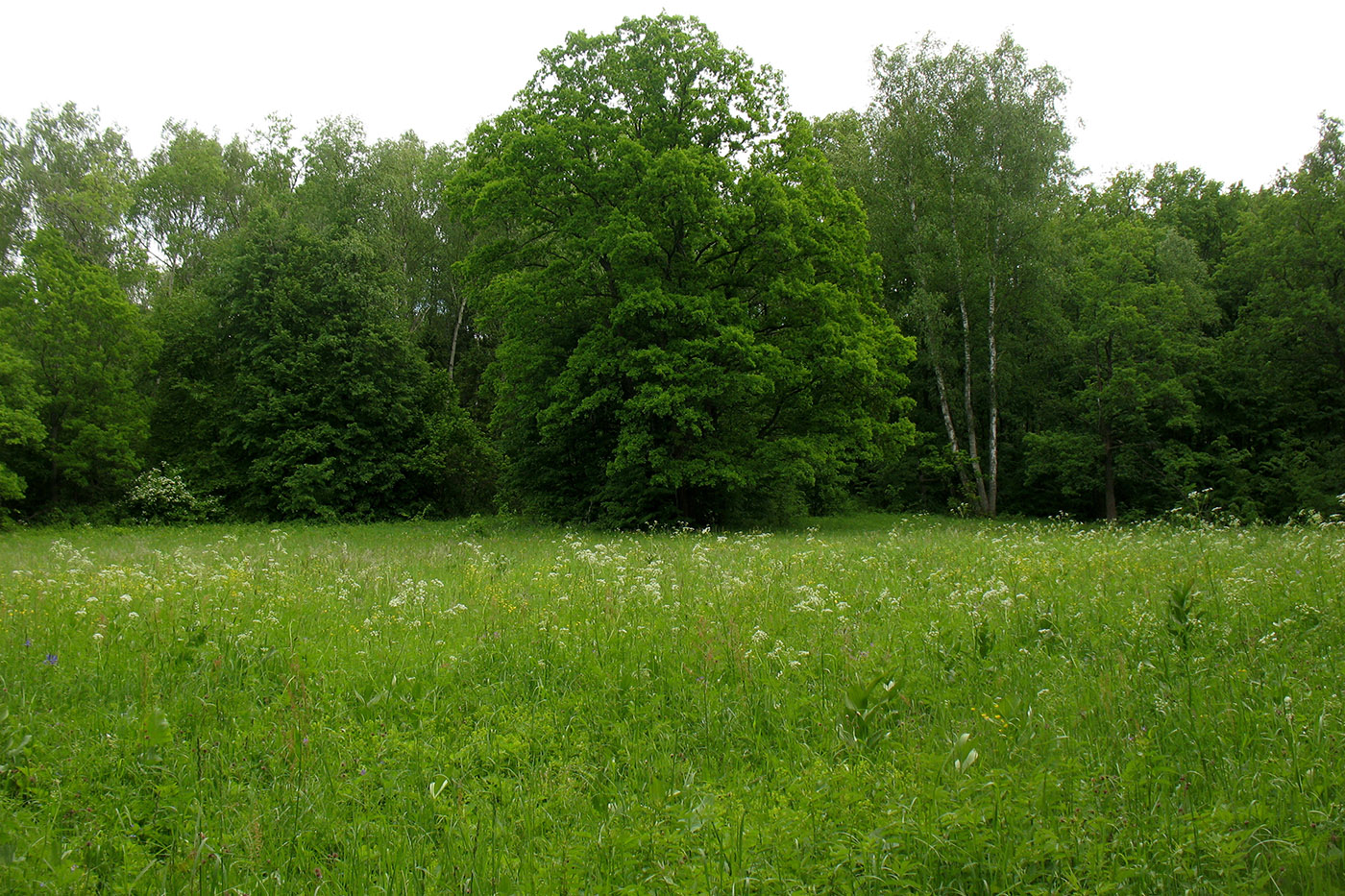 Приокско-Террасный заповедник, image of landscape/habitat.