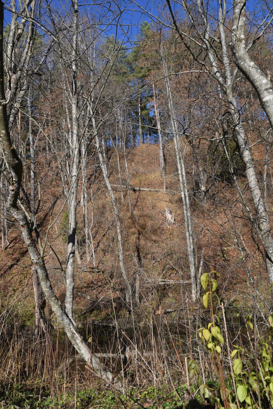 Окрестности деревни Семичёво, image of landscape/habitat.