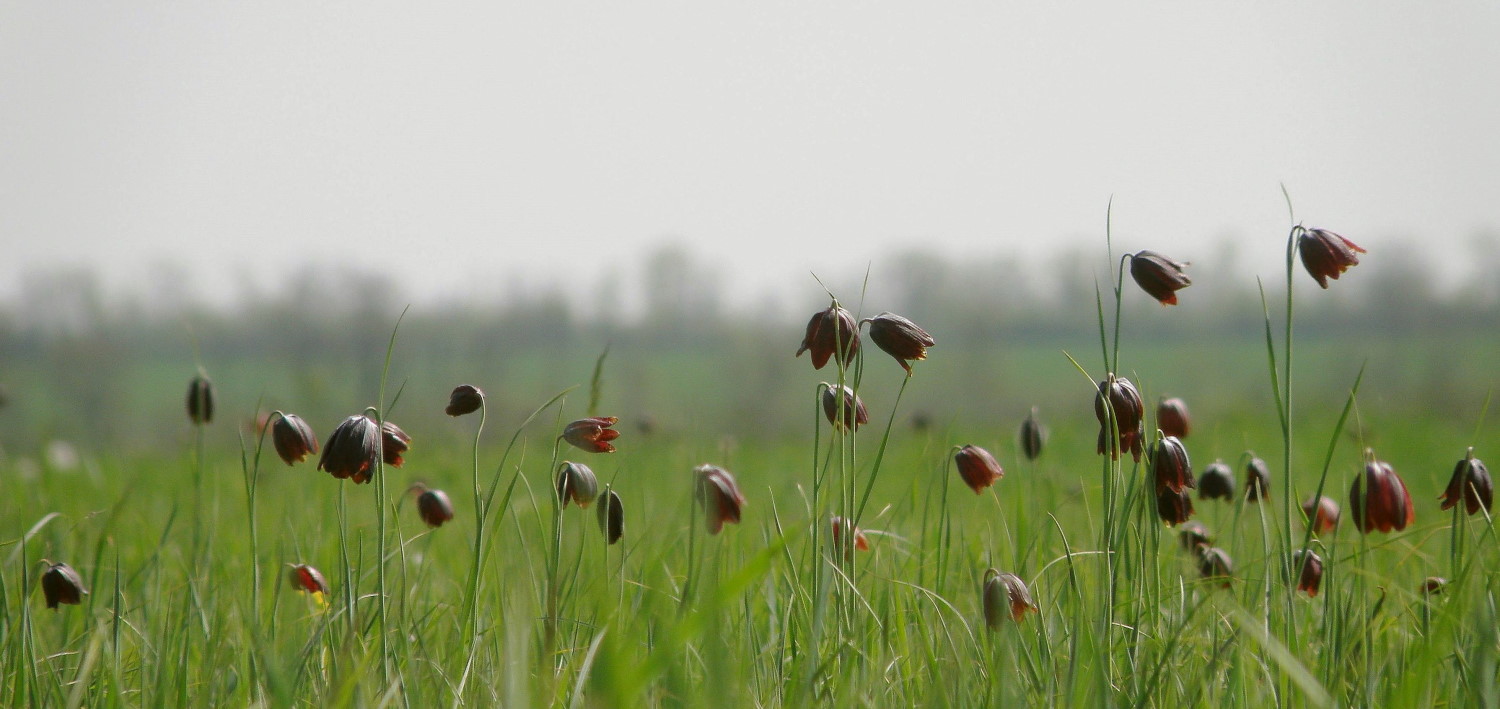 Урочище Лиман Большой, image of landscape/habitat.