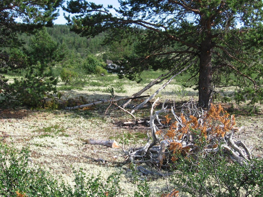 Кабанрека, image of landscape/habitat.