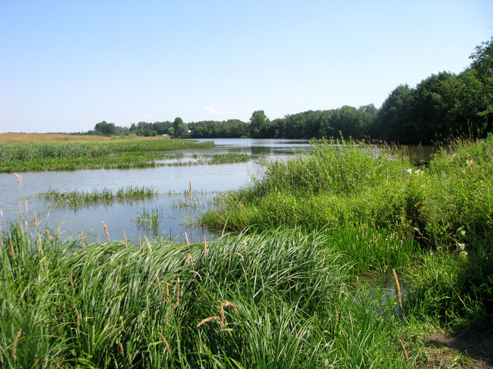 Шопша, image of landscape/habitat.