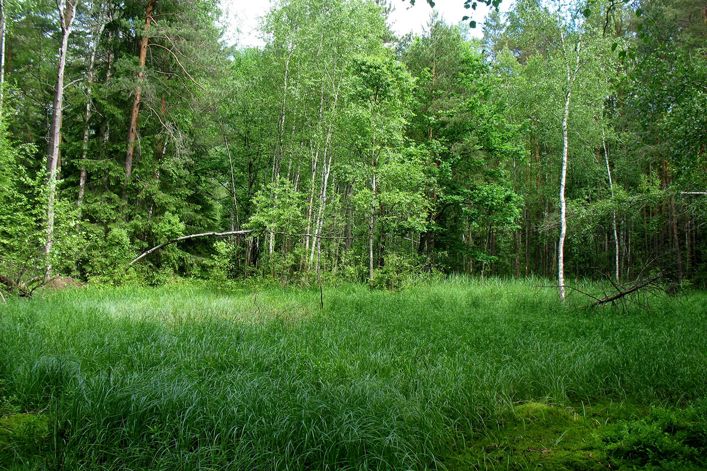 Приокско-Террасный заповедник, image of landscape/habitat.