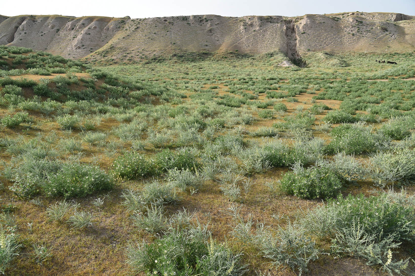 Самарканд, image of landscape/habitat.