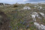 Окрестности горы Нагай-Кош, image of landscape/habitat.