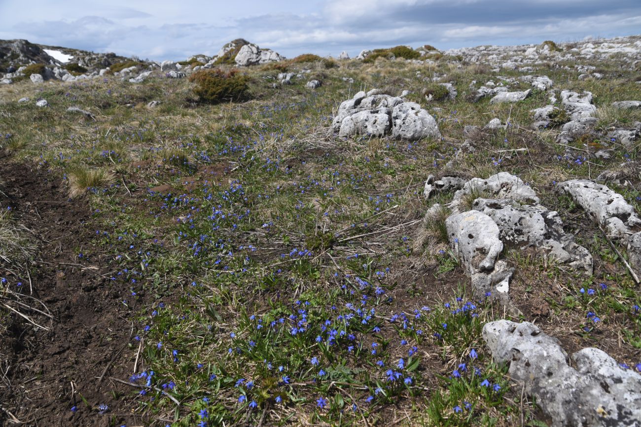 Окрестности горы Нагай-Кош, image of landscape/habitat.