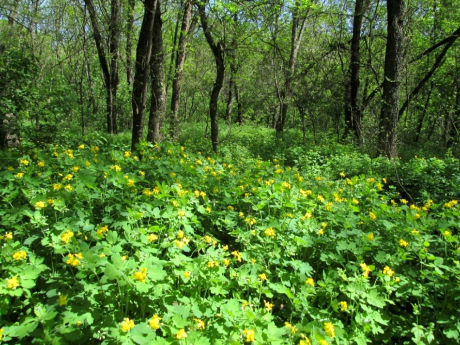 Роща Красная Весна, image of landscape/habitat.