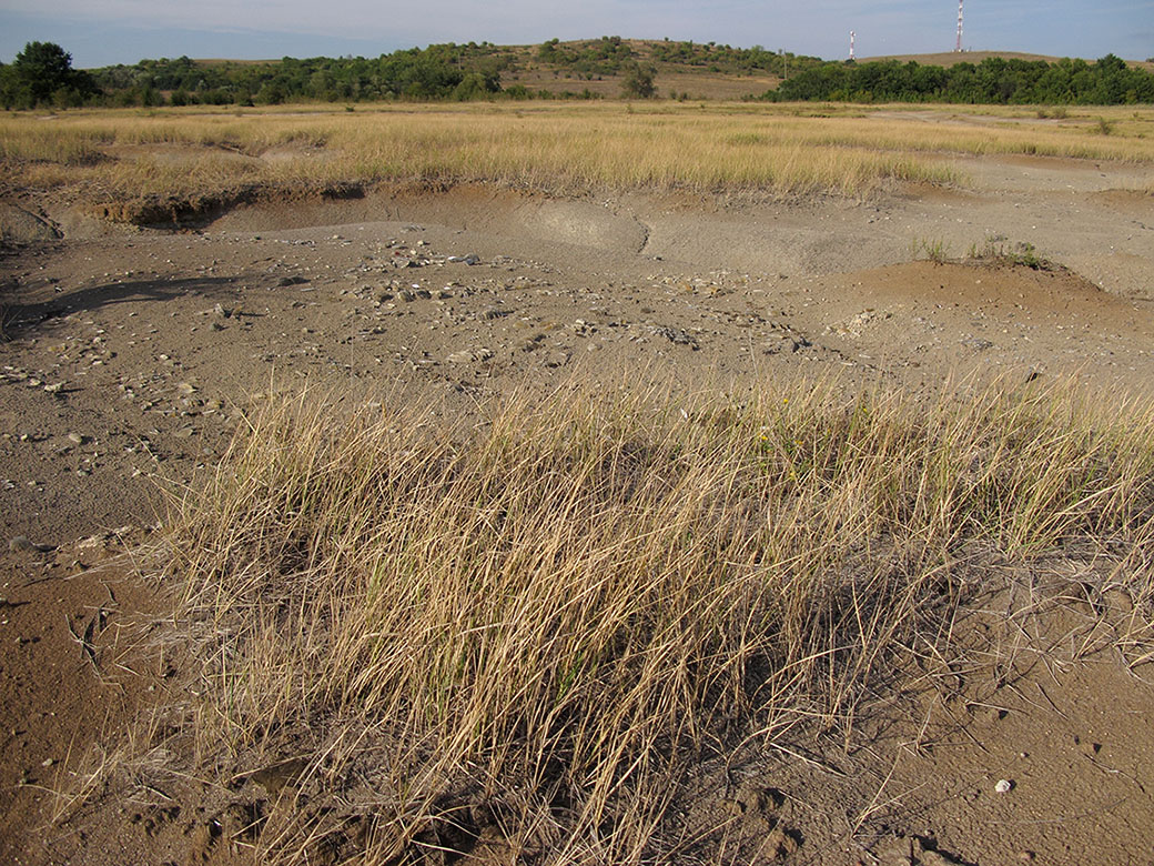 Глиняный карьер, image of landscape/habitat.