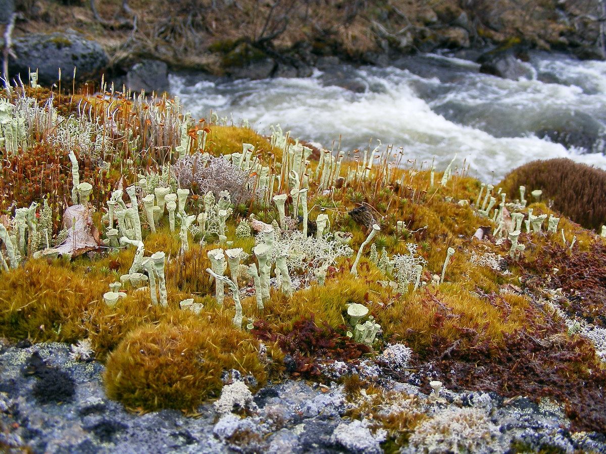 Туманный, image of landscape/habitat.