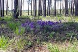 Песчаный карьер, image of landscape/habitat.