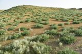 Самарканд, image of landscape/habitat.