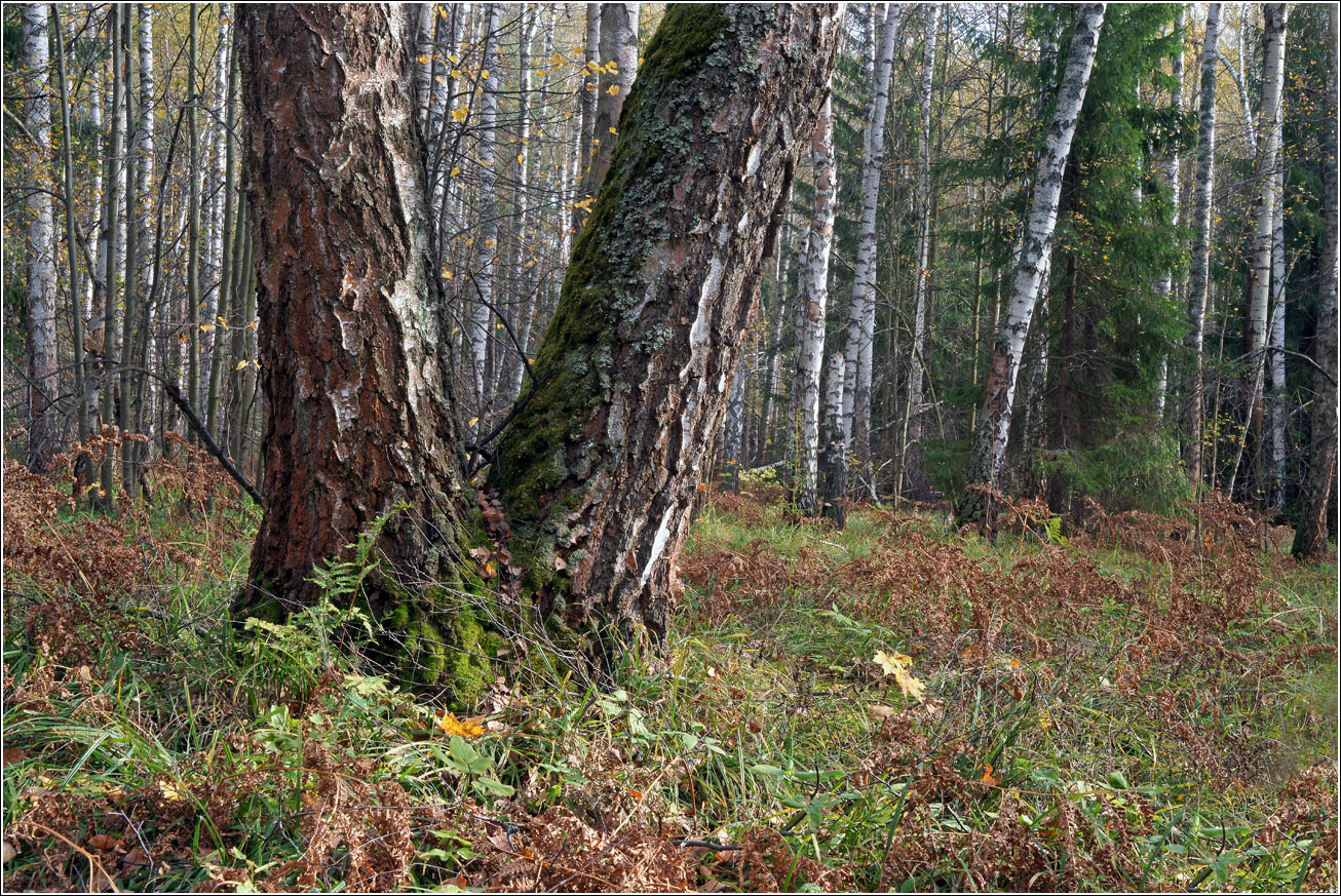 Окрестности Хрипани, image of landscape/habitat.