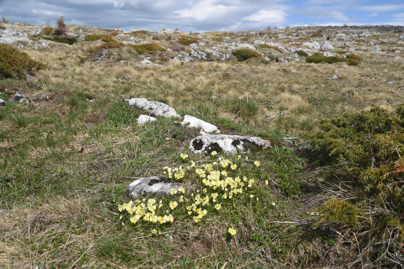 Окрестности горы Нагай-Кош, image of landscape/habitat.