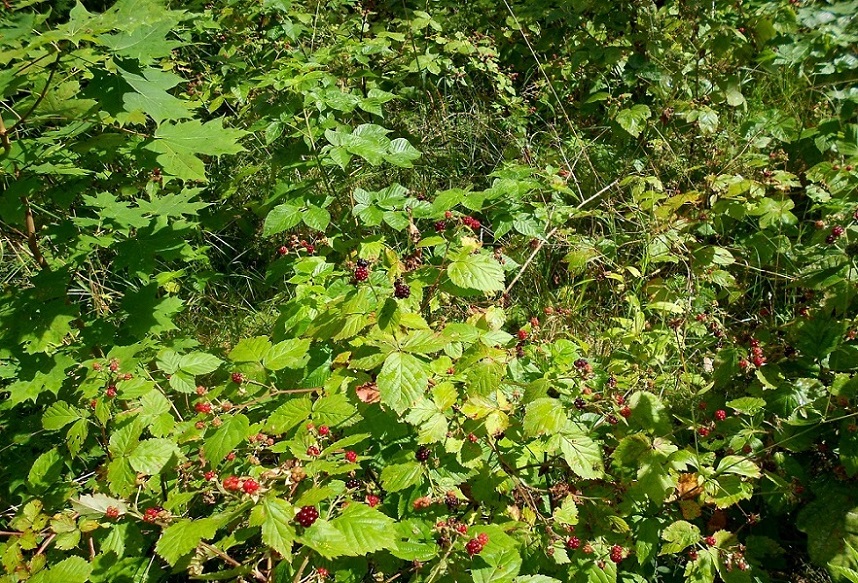 Юрмала, image of landscape/habitat.