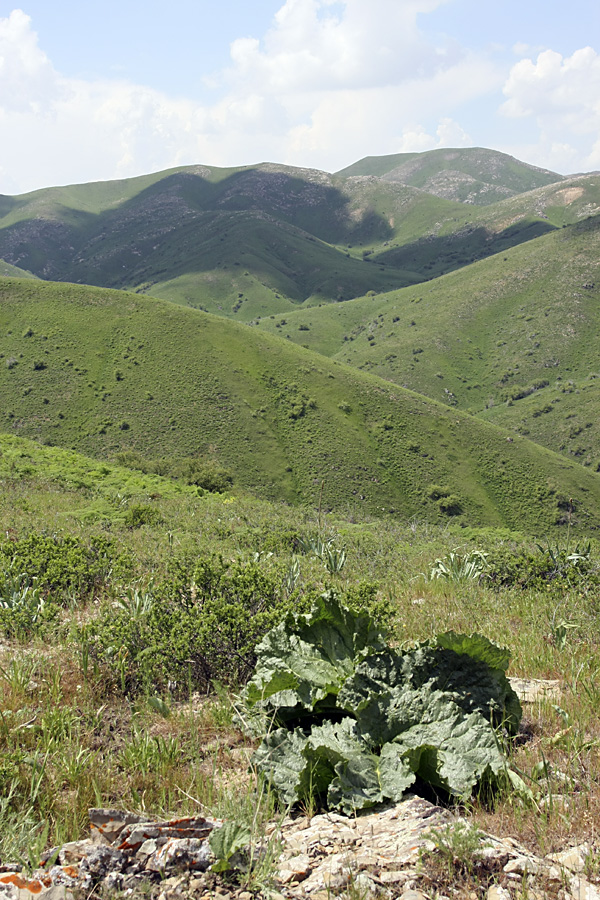 Боролдайтау - северный склон, image of landscape/habitat.