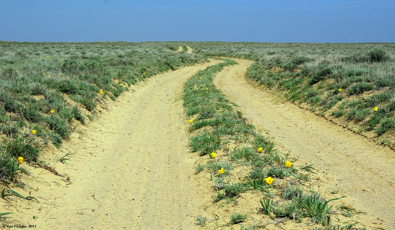 Аральск, image of landscape/habitat.