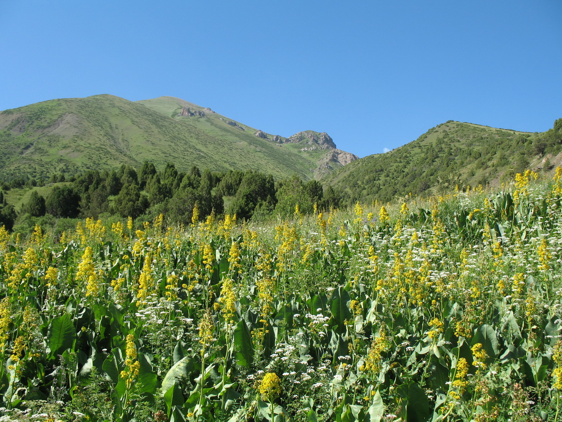 Урочище Улькен-Каинды, image of landscape/habitat.