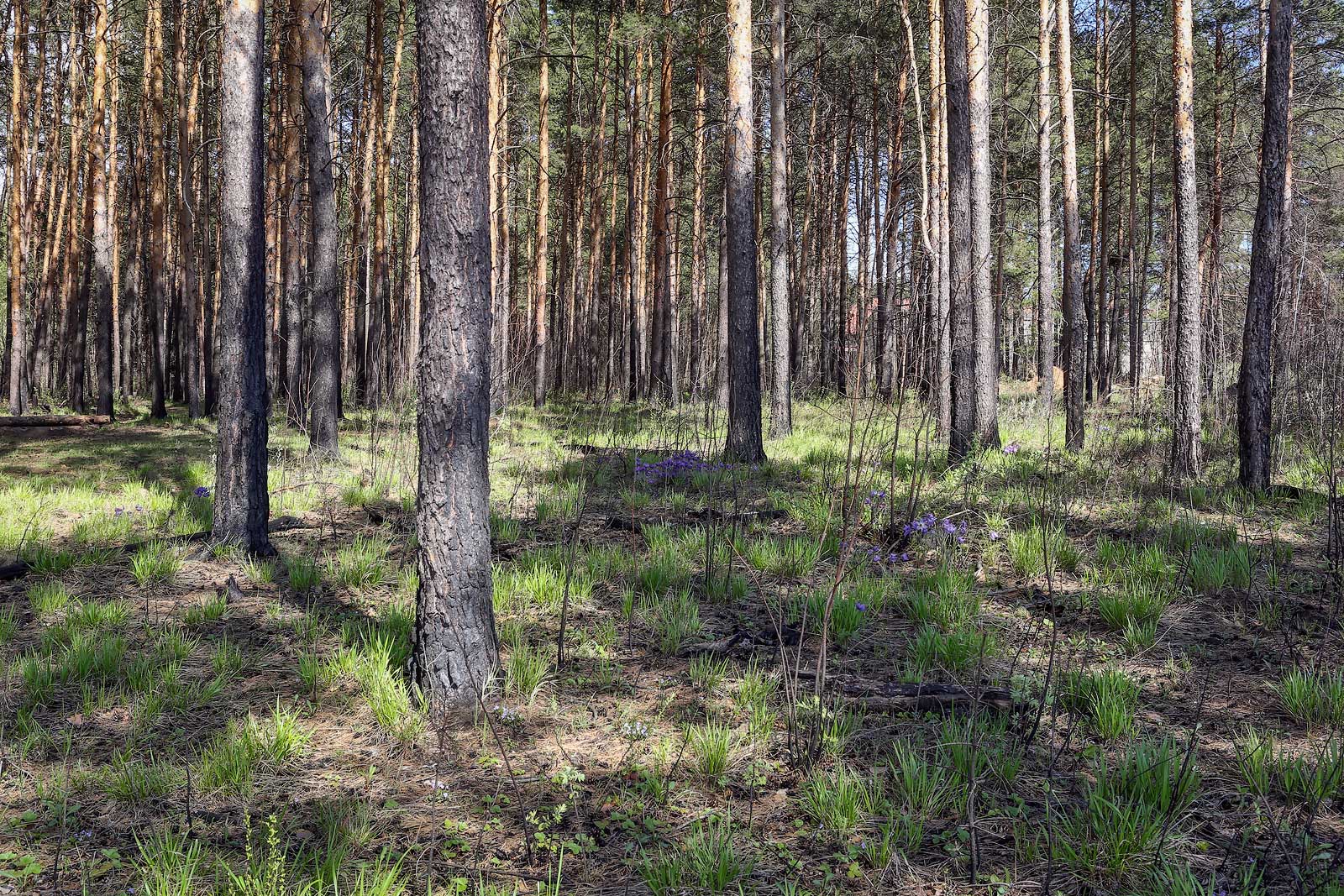 Песчаный карьер, image of landscape/habitat.