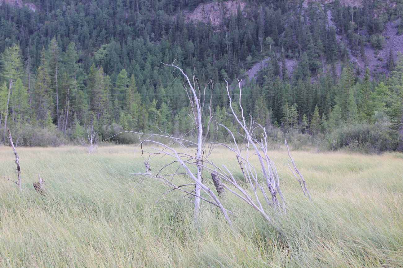 Голубое (Гейзеровое) озеро, image of landscape/habitat.