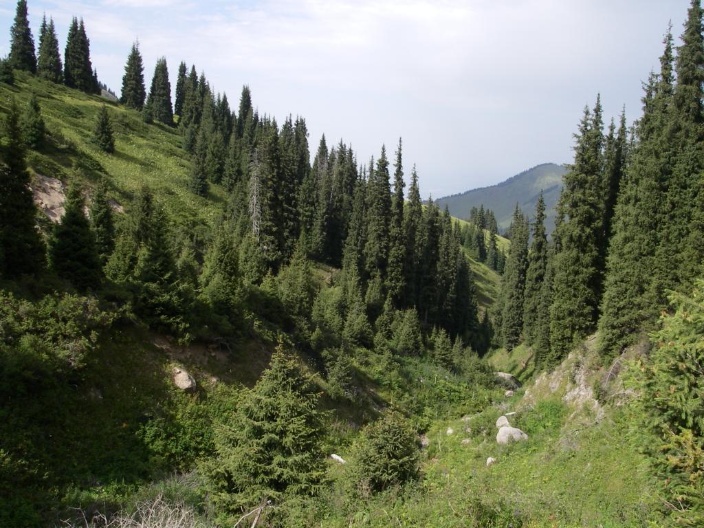 Каргалинское ущелье, image of landscape/habitat.