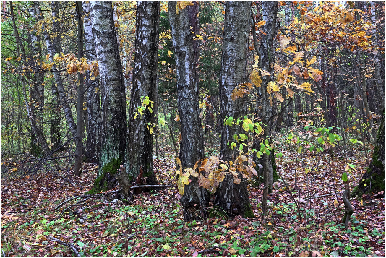 Окрестности Хрипани, image of landscape/habitat.