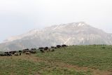 Image of landscape