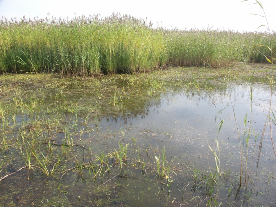 Лисий Нос, image of landscape/habitat.