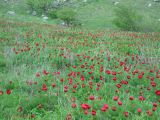 Ак-Кая, image of landscape/habitat.