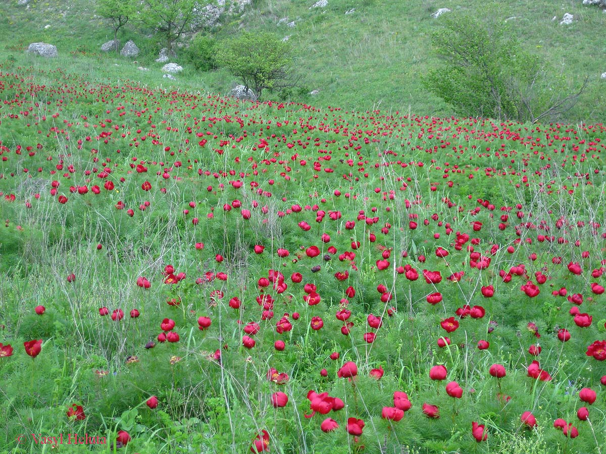 Ак-Кая, image of landscape/habitat.