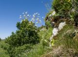 Черногор, image of landscape/habitat.