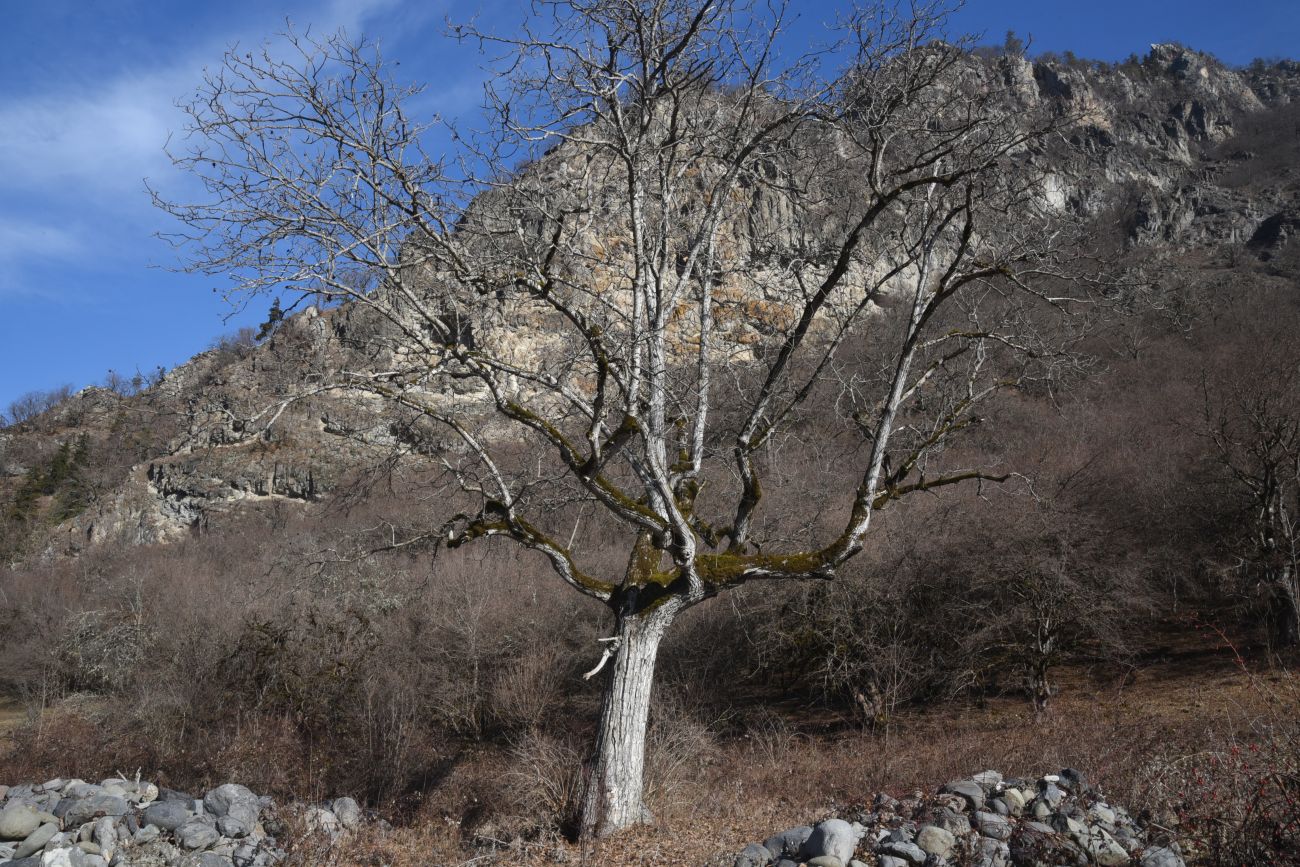 Окрестности села Квабисхеви, image of landscape/habitat.