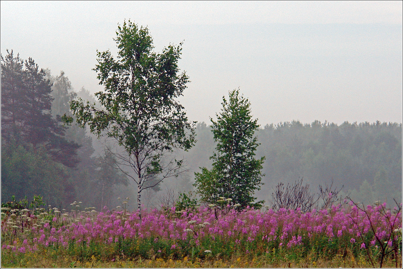 Окрестности Хрипани, image of landscape/habitat.