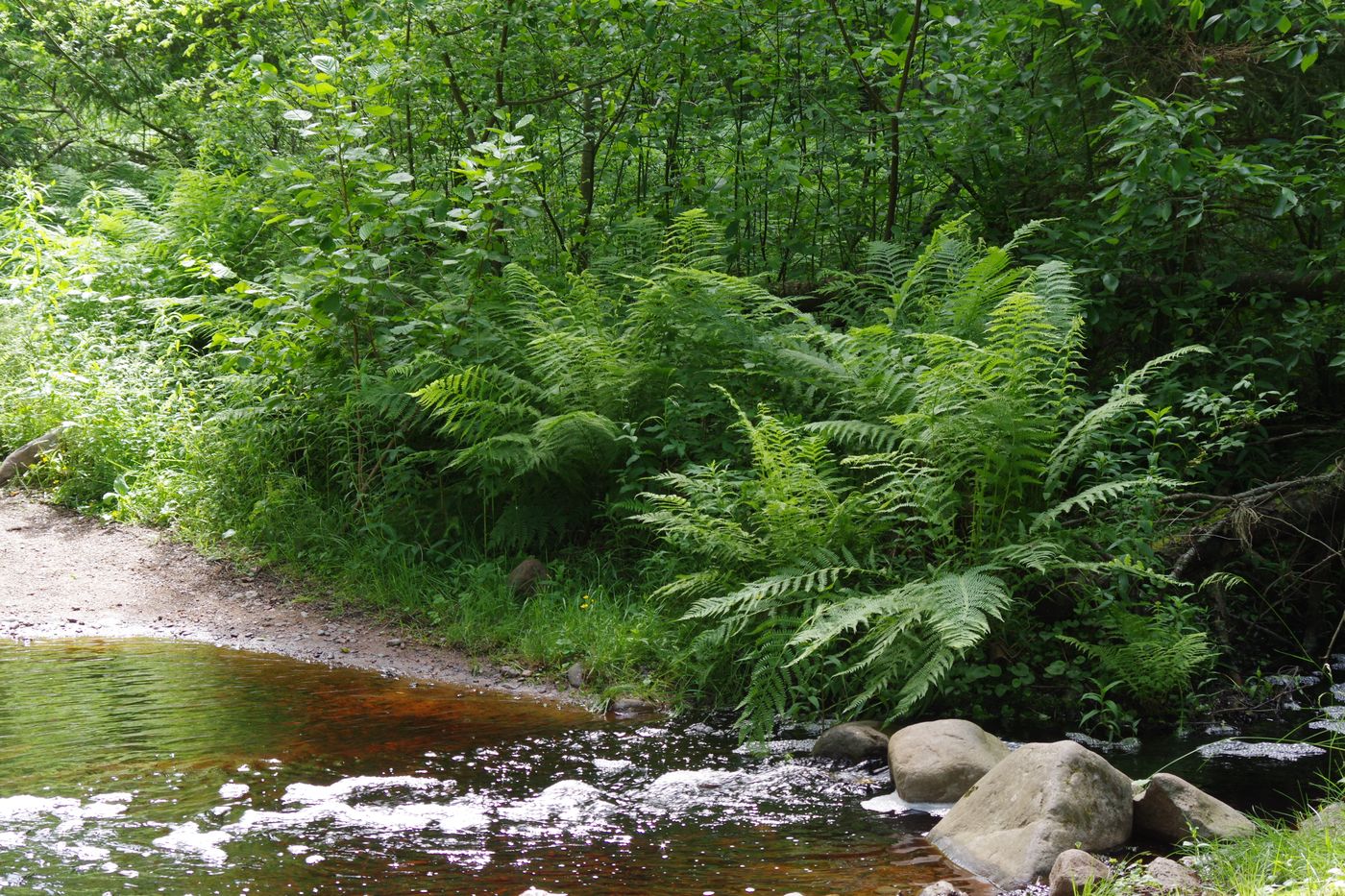 Киви-парк, image of landscape/habitat.