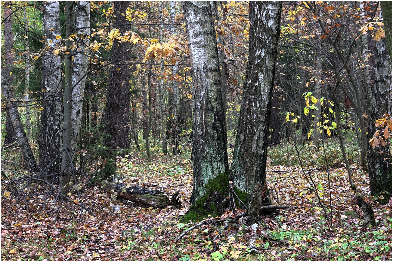 Окрестности Хрипани, image of landscape/habitat.