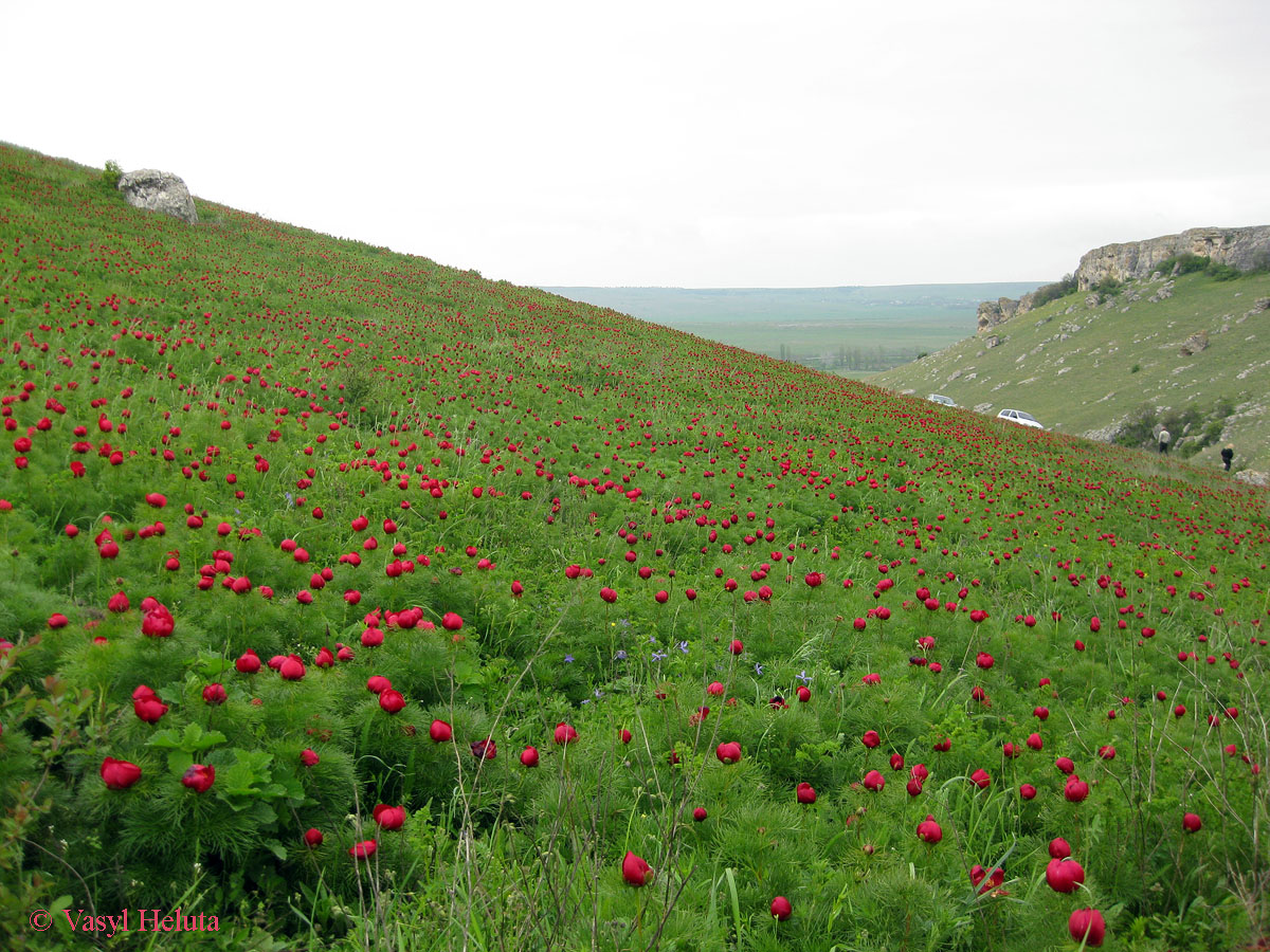 Ак-Кая, image of landscape/habitat.