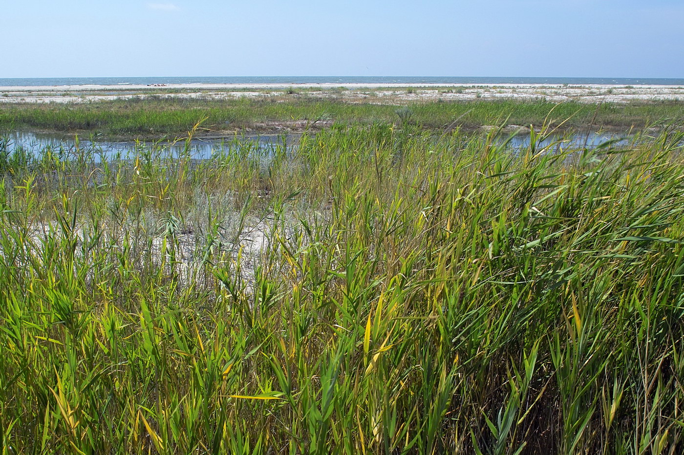 Бердянская коса, image of landscape/habitat.