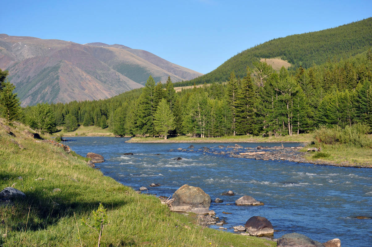 Пойменная терраса реки Чуя, image of landscape/habitat.