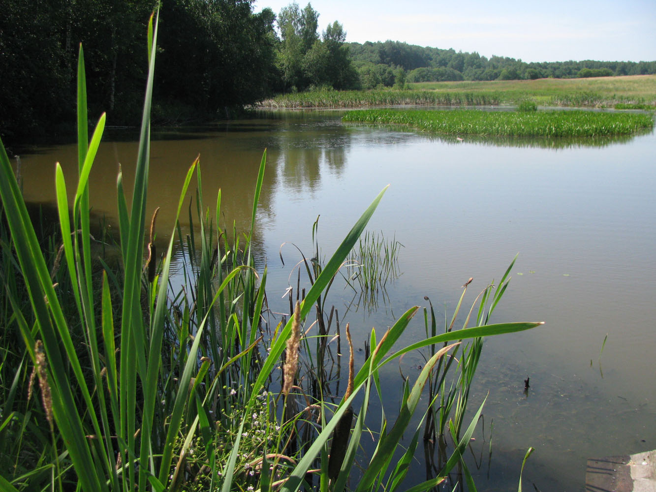 Шопша, image of landscape/habitat.